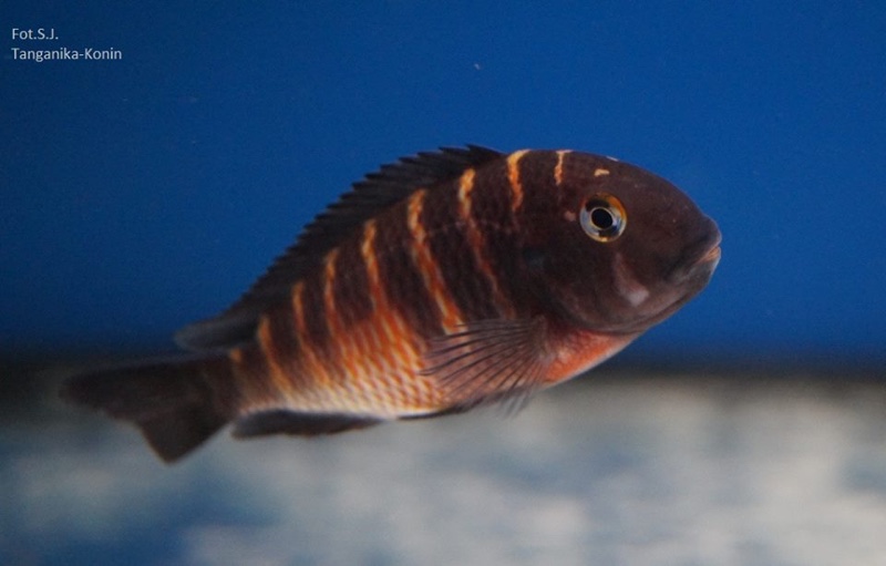 Tropheus Red Belly